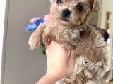 Malti̇poo Ci̇nsi̇ Yavrular Ev Üreti̇mi̇