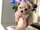 Malti̇poo Ci̇nsi̇ Yavrular Ev Üreti̇mi̇