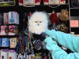 Yumoş Tadinda Pomerri̇an Boo Sevi̇mli̇ Yavrular