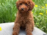 Kivir Kivir Toy Poodle Sevi̇mli̇ Yavrular Ev Üreti̇mi̇