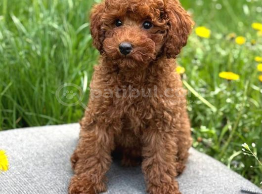 Kivir Kivir Toy Poodle Sevi̇mli̇ Yavrular Ev Üreti̇mi̇ görsel