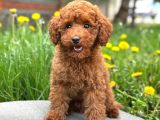 Kivir Kivir Toy Poodle Sevi̇mli̇ Yavrular Ev Üreti̇mi̇