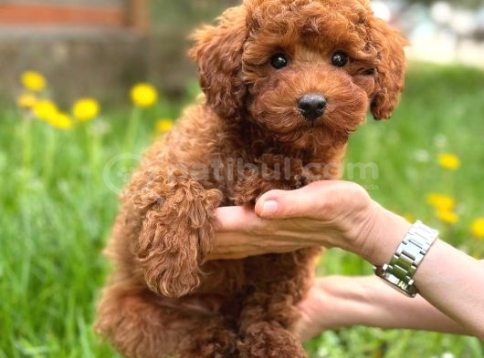 Toy Poodle Sevi̇mli̇ Yavrular Ev Üreti̇mi̇