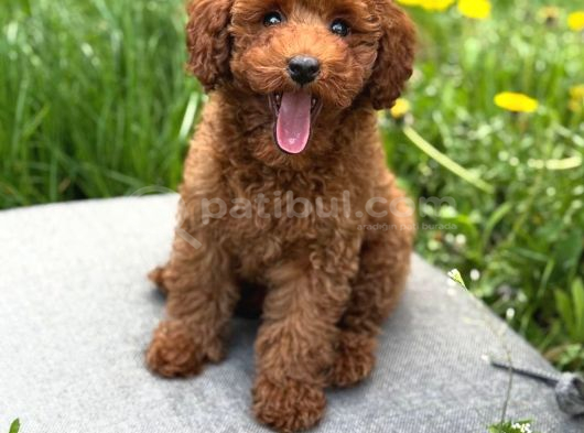 Toy Poodle Sevi̇mli̇ Yavrular Ev Üreti̇mi̇ görsel