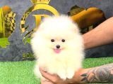 Pomerri̇an Boo Sevi̇mli̇ Yavrular