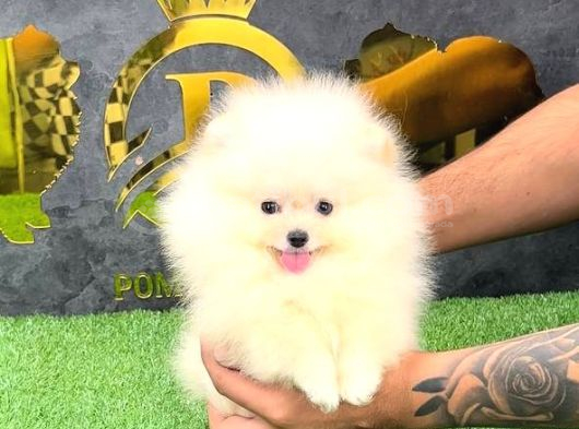 POMERRİAN BOO SEVİMLİ YAVRULAR