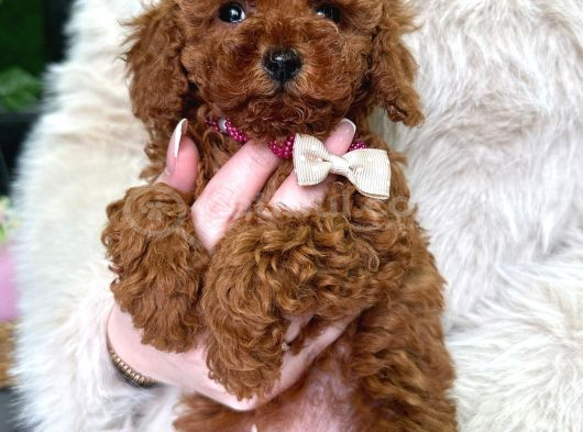 En Asilinden Toy Poodle Ev Ortamından görsel