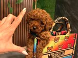 Her Renk Her Boy Poodle Burada