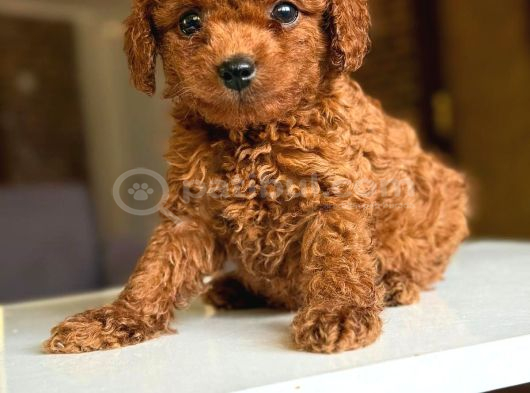 Kivir Kivir Tuvalet Eğitimli Toy Poodle görsel
