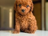 Kivir Kivir Tuvalet Eğitimli Toy Poodle