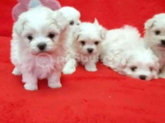 Teacup Kore Maltese Show Kalite görsel