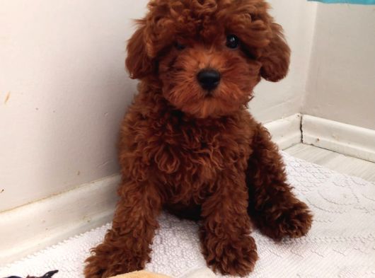 Toy Poodle Kalite