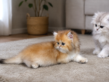 Irkının En Güzeli British Longhair Golden Yavrumuz