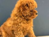Ruhsatlı Üretim Çiftliğinden Toy Poodle Yavrular