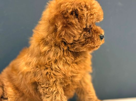 Ruhsatlı Üretim Çiftliğinden Toy Poodle Yavrular görsel