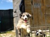 Ruhsatlı Üretim Çiftliğinden Safkan  Border Collie Yavrular