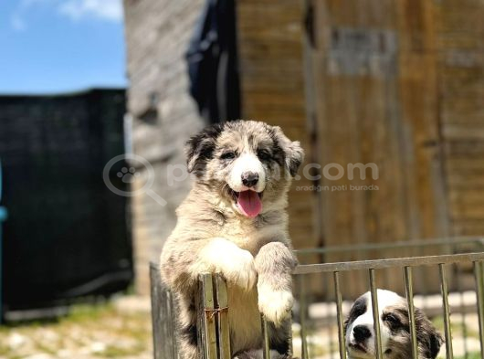 Ruhsatlı Üretim Çiftliğinden Safkan  Border Collie Yavrular görsel