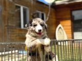 Ruhsatlı Üretim Çiftliğinden Safkan  Border Collie Yavrular