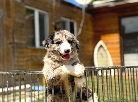 Ruhsatlı Üretim Çiftliğinden Safkan  Border Collie Yavrular görsel