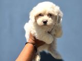 Sarkan Beyaz Orijinal Maltese Terrier Yavrular
