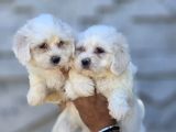 Sarkan Beyaz Orijinal Maltese Terrier Yavrular
