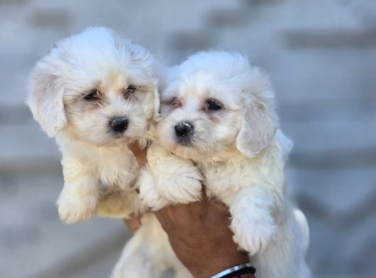 Sarkan Beyaz Orijinal Maltese Terrier Yavrular görsel