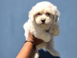 Sarkan Beyaz Orijinal Maltese Terrier Yavrular