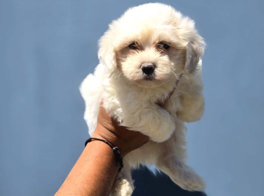SArkan Beyaz Orijinal Maltese Terrier Yavrular