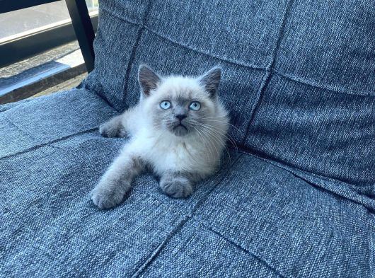 Blue Point British Shorthair Yavru Masmavi Gözler