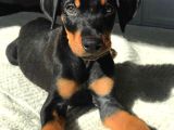 Irk Ve Sağlik Garanti̇li̇ Orji̇nal Dobermanlar