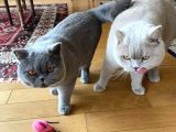 Koca Yanaklı Lilac British Shorthair -Eşsiz Renk