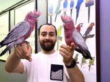 Bebek El Besleme Belgeli̇ Gül Kakadu Papağanimiz