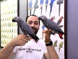 60 Günlük Belgeli̇ Bebek El Besleme Jako Papağanlari