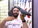 60 Günlük Belgeli̇ Bebek El Besleme Jako Papağanlari