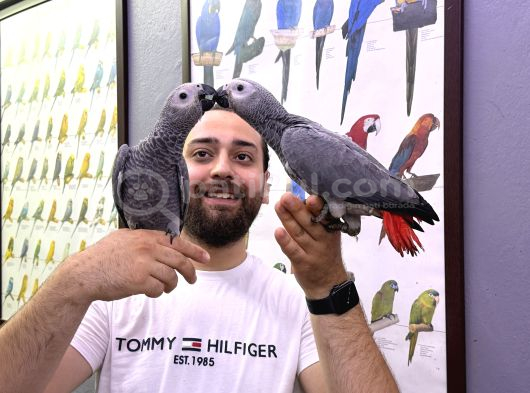 60 Günlük Belgeli̇ Bebek El Besleme Jako Papağanlari görsel