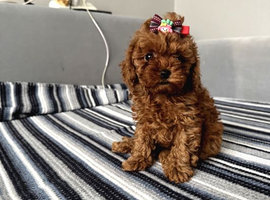 Ev Ortamından Miss Gibi  Toy Poodle Bebekleri görsel