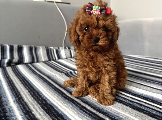 Ev Ortamından Miss Gibi  Toy Poodle Bebekleri