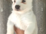 Irk Garantili Husky Yavrular