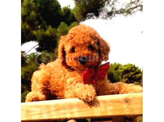 Kampanyalı poodle yavrular