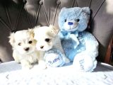 Teacup Kore Maltese Show Kalite