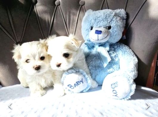 Teacup Kore Maltese Show Kalite görsel
