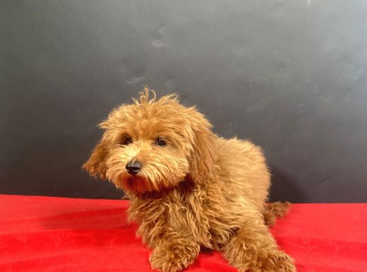 Evinize Neşe Saçacak 14 Şubat Doğumlu Maltipoo Oğlumuz görsel