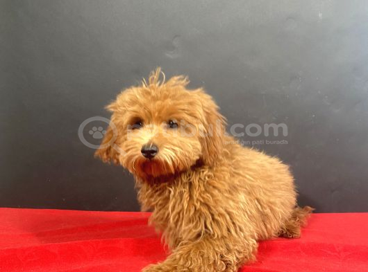 Evinize Neşe Saçacak 14 Şubat Doğumlu Maltipoo Oğlumuz görsel