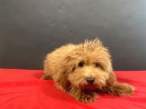 Evinize Neşe Saçacak 14 Şubat Doğumlu Maltipoo Oğlumuz