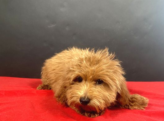 Evinize Neşe Saçacak 14 Şubat Doğumlu Maltipoo Oğlumuz görsel