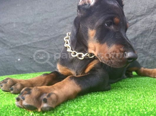 Dev Doberman görsel