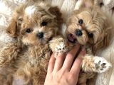 Sevi̇mli̇ Kore Malti̇poo Yavrularimiz