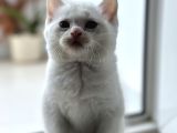 British Shorthair Beyaz Yavrular  Kedi