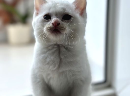 British Shorthair Beyaz Yavrular  Kedi görsel