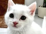 British Shorthair Beyaz Yavrular  Kedi